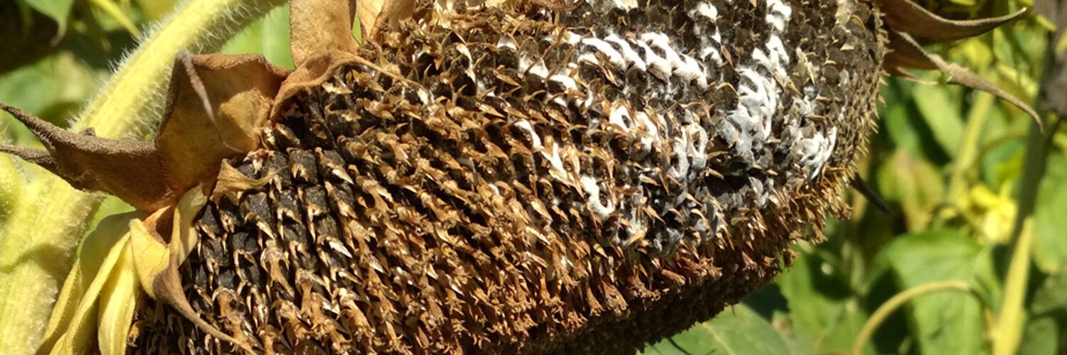 biela-hniloba-azoter