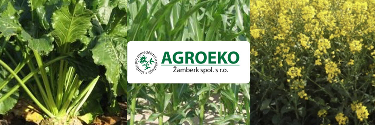 repka-kukurica-cukrova-repa-azoter repka kukurica cukrova repa azoter