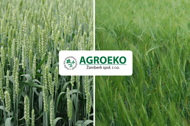 azoter jacmen psenica 768x432 copy