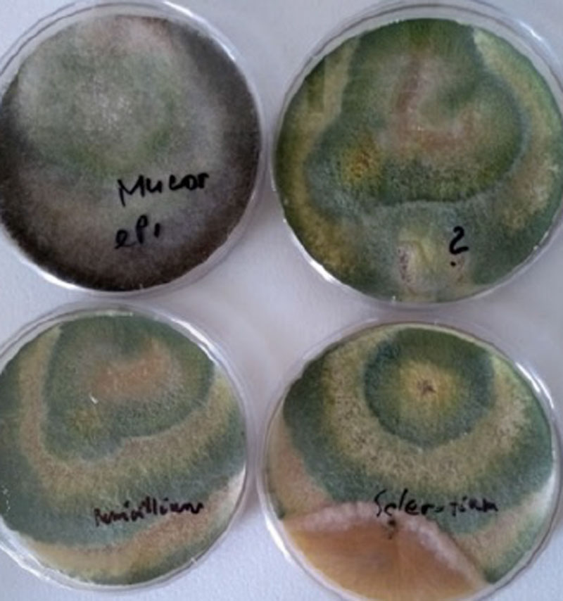 travnik-spartak-trnava--4 travnik-spartak-trnava--4