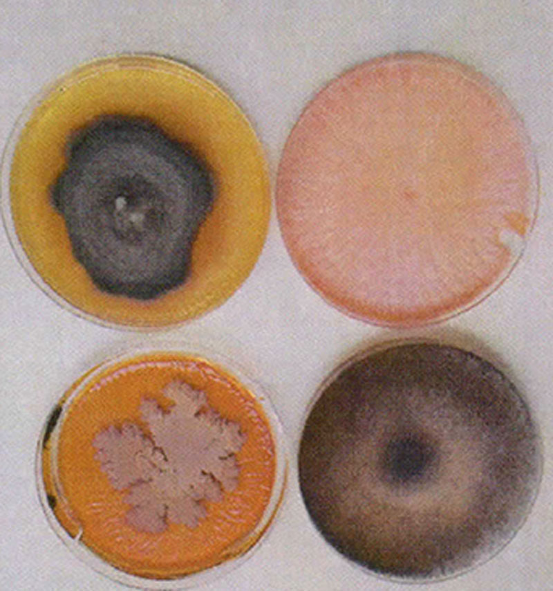 travnik-spartak-trnava--5 travnik-spartak-trnava--5