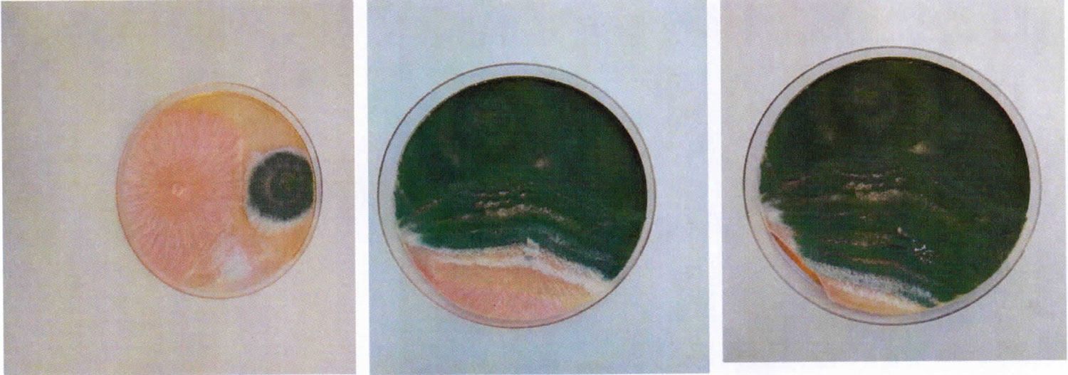 travnik-spartak-trnava--6 travnik-spartak-trnava--6