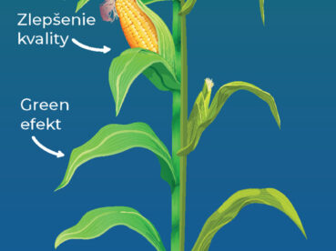 AZOTER Nase pole 3 2021