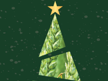 AZOTER Nase pole Vianoce 12 2020