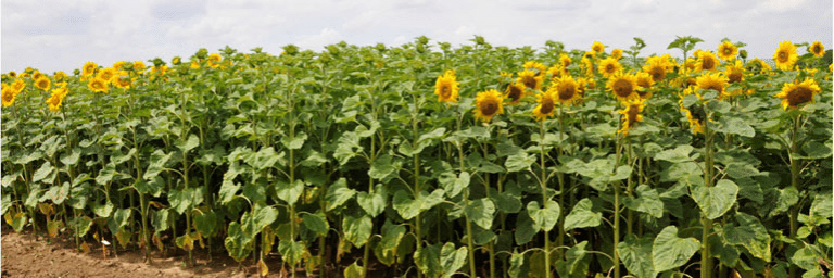Baktérie v službách agronomickej praxe 2