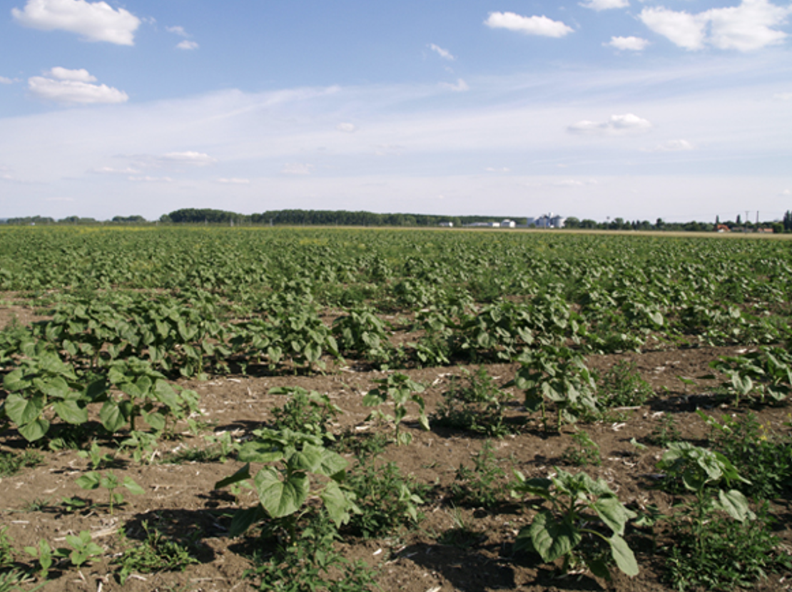 Problematika rozkladných procesov pozberových zvyškov rastlín