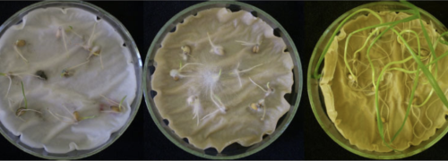 Trichoderma – zelená pomoc v rastlinnej výrobe