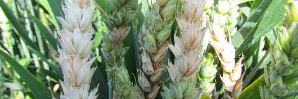 fusarium_obilnin