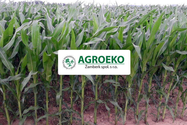 Ověření účinnosti bakteriálního přípravku AZOTER BF v porostu silážní kukuřice v půdně klimatických podmínkách Českomoravské vrchoviny