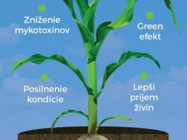 AZOTER Nase pole 5 2022