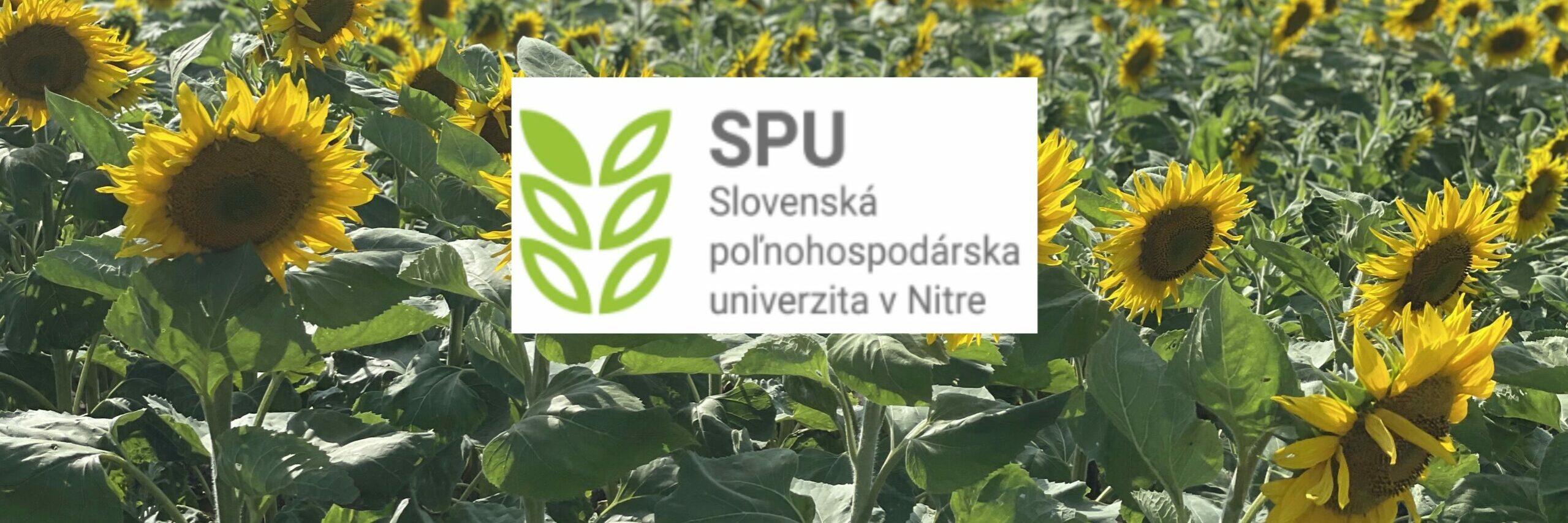 slnečnica SPU