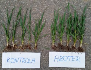 Psenica foto 1 Psenica foto 1