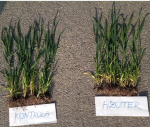 Psenica foto 2 Psenica foto 2