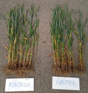 Psenica foto 3 Psenica foto 3